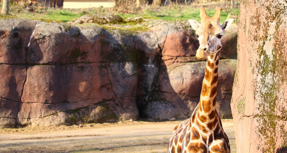 A giraffe standing outdoors near large rock formations in a zoo enclosure.